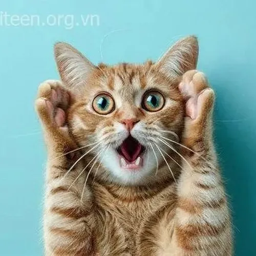 Bộ meme chú mèo sợ hãi giúp có ngay phản ứng chung cực duyên