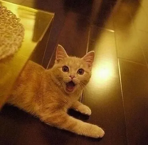 Meme tiểu miu lộ nét căng thẳng mỗi khi cửa sổ bật âm