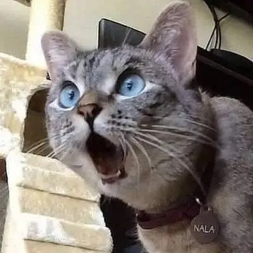 Ảnh vui chú mèo đặt trong cảnh góc tường run rẩy