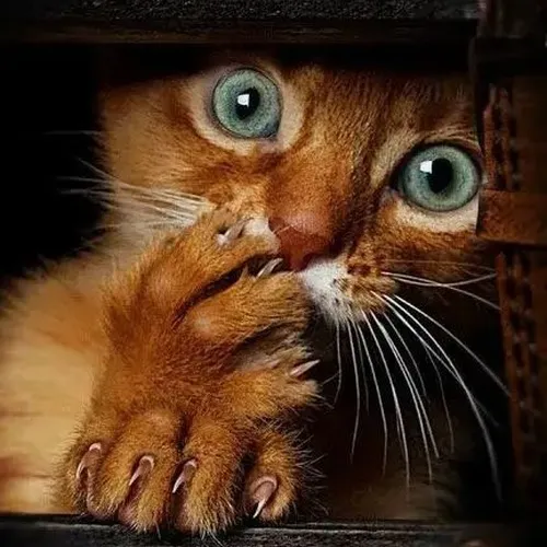 Mèo hoảng hốt bật lùi tạo cảm giác tá hỏa cực hợp tình huống bất ngờ