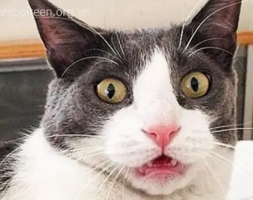 Ảnh troll mèo lông dài gắn với cảm giác thót tim