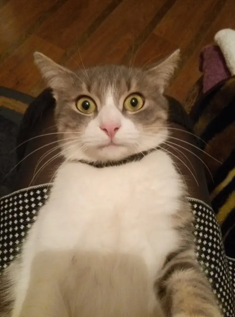 Mèo đang chill thì nghe ai đó nhắc đến tên mình, biểu cảm lật mặt.