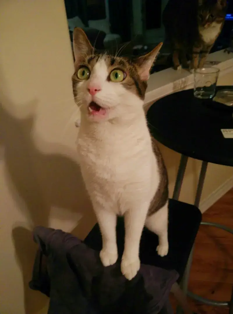 Gương mặt mèo sốc toàn tập như thể “sao lại là tui?”