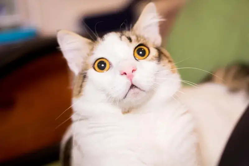 Mèo nhìn thẳng camera kiểu “tui không tin vào tai mình nữa”.