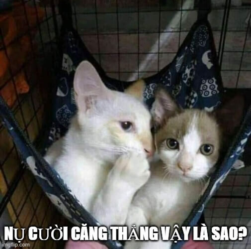 Chú mèo cà khịa không cần tiếng, chỉ cần biểu cảm là đủ.