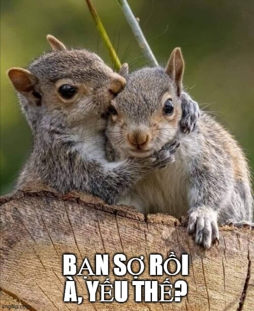 Cà khịa đâu có lỗi, lỗi là bạn nhát thôi - Chú sóc nhỏ cà khịa bạn.