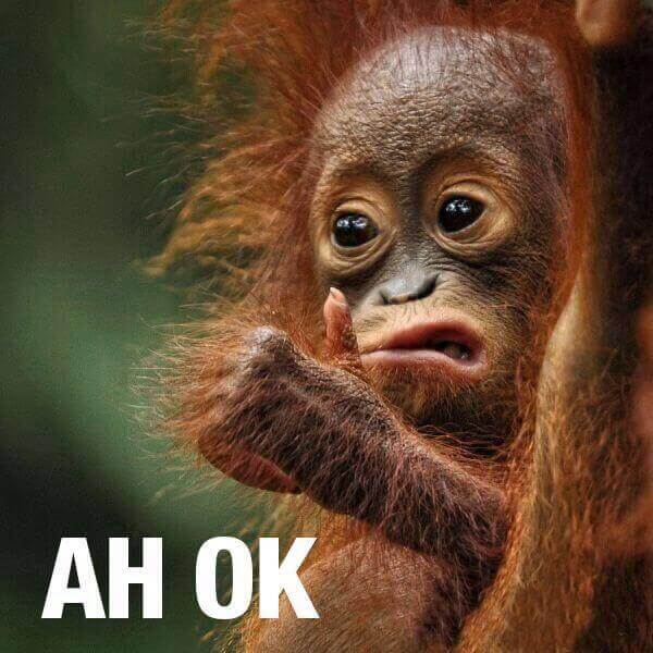 Chú khỉ: Ok bro, nói gì nghe nấy