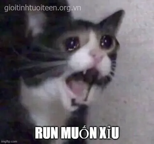 Hình chế meme vui nét mặt hãi hùng dao động tâm lý