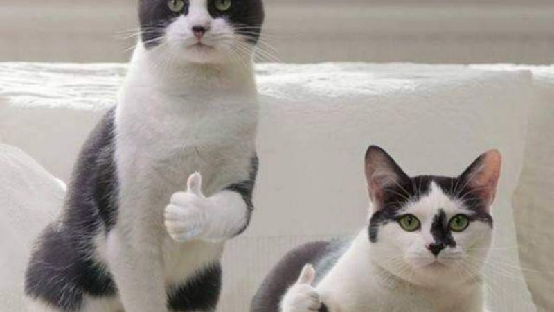 Hình mèo với biểu cảm đơ toàn tập như vừa nghe xong tin sét đánh.