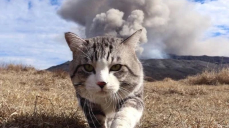 Ảnh mèo bựa, gương mặt ngáo đá đầy tính giải trí.