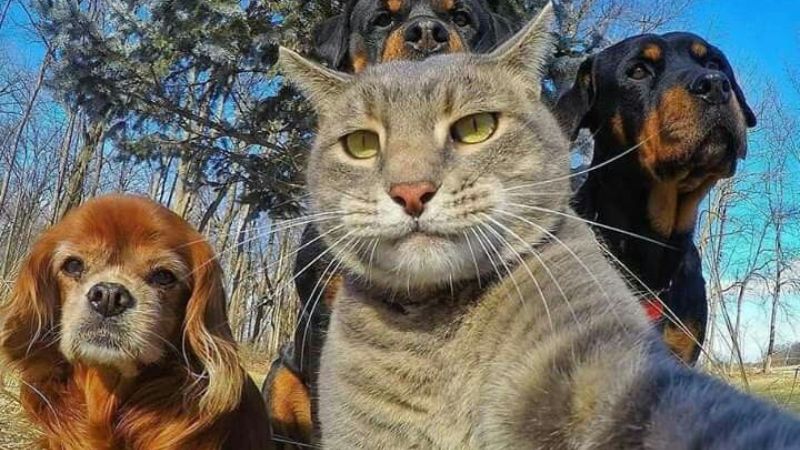 Ảnh mèo hài, gương mặt bình thản giữa tâm bão drama ảo.