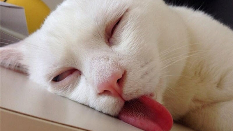 Hình mèo khó đỡ, mắt liếc nhẹ như đang khinh nhẹ thế giới.