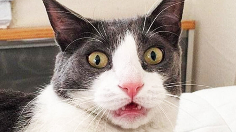 Biểu cảm không thể tin nổi vào mắt mình, đúng chất "what the meow?!"