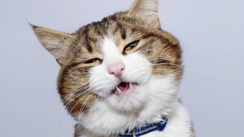 Ảnh mèo troll, biểu cảm không hiểu chuyện gì mà vẫn muốn xen vào.