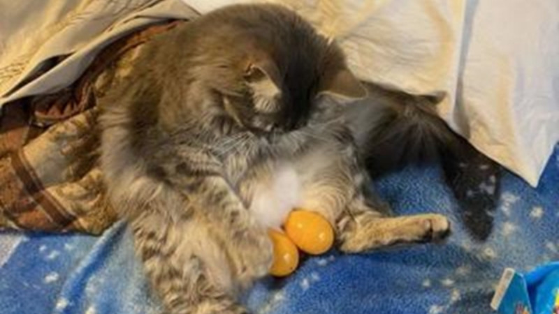 Ảnh mèo lầy, kiểu “người ta nói đúng mà tui vẫn không phục”.