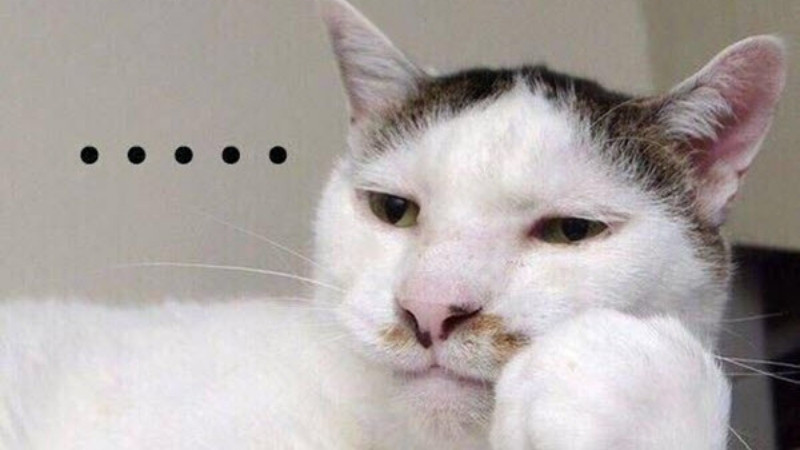 Hình mèo bựa, biểu cảm nửa tỉnh nửa mê làm người xem bật cười.