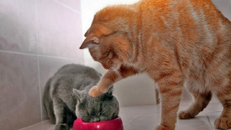 Ảnh mèo hài hước, nhìn trời kiểu "ta đang sống ở đâu thế này?".