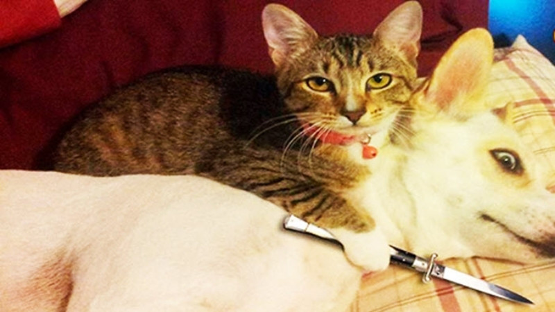 Hình mèo khó đỡ, gương mặt căng cứng như đang trả lời phỏng vấn gấp.