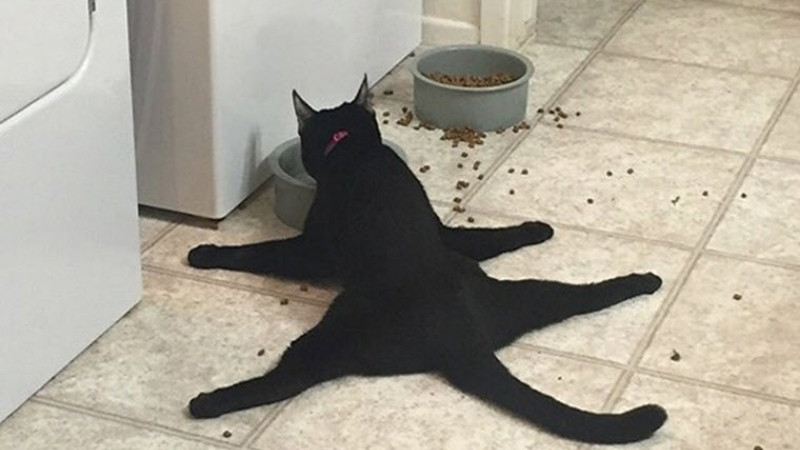 Ảnh mèo lầy, biểu cảm như đang lên kế hoạch troll đứa bạn thân.