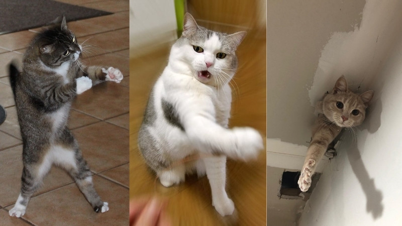 Hình mèo hài, mặt nghiêm túc một cách vô lý.