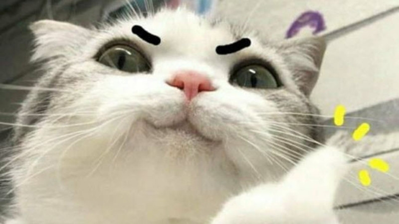 Ảnh mèo bựa, gương mặt như đang nghi ngờ nhân sinh quan.