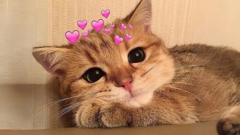 Hình mèo troll, biểu cảm “tôi đâu làm gì, tôi vô tội mà”.