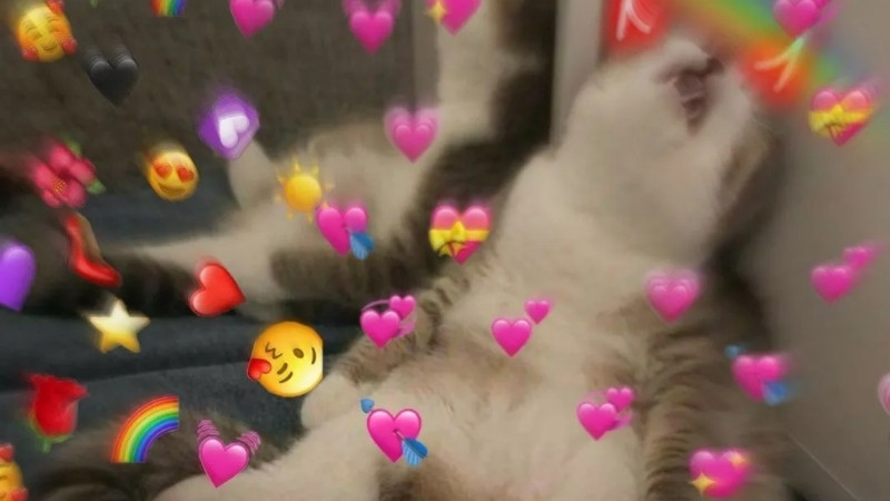 Ảnh mèo hài hước, nhìn phát là muốn gửi ngay cho hội bạn thân lầy lội.