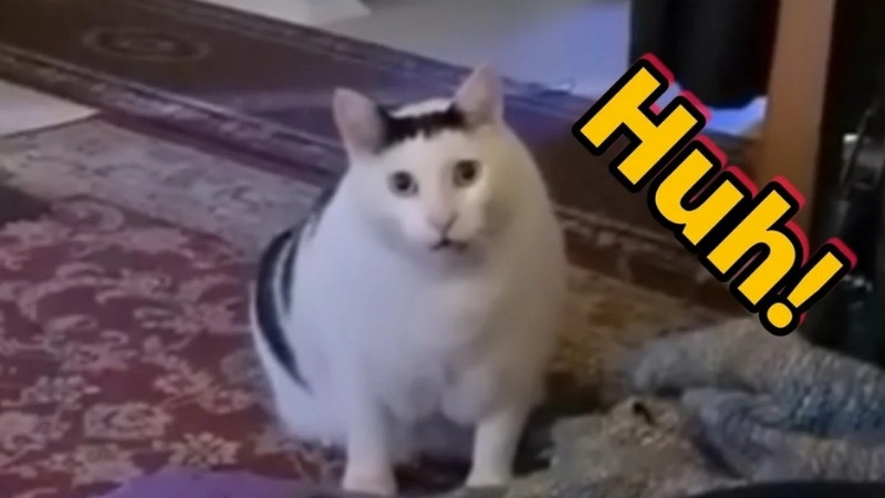 Biểu cảm vừa ngơ ngác vừa sợ: Huh???