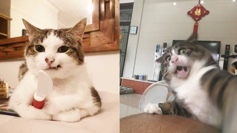 Hình mèo khó đỡ, gương mặt kiểu “không hiểu sao tui lại ở đây”.