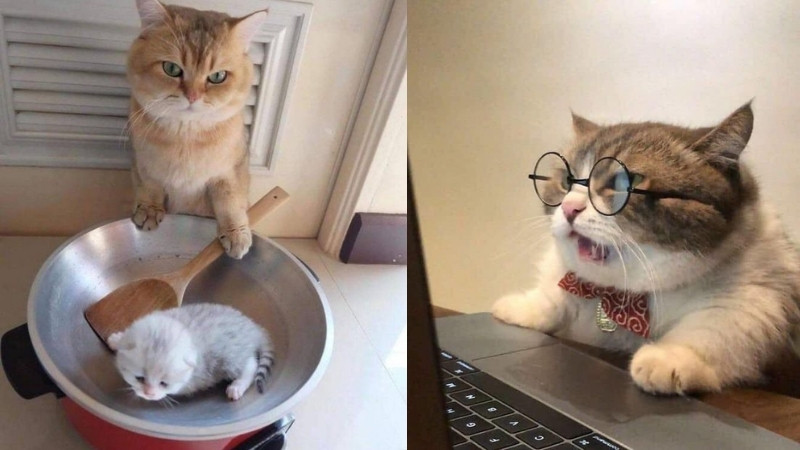 Ảnh mèo lầy, biểu cảm như đang rối loạn nội tâm.