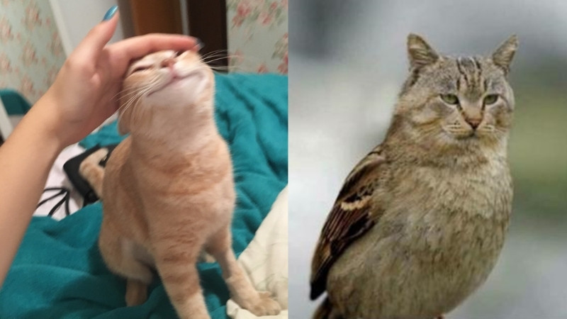 Hình mèo hài, gương mặt đáng yêu nhưng tâm hồn đầy muối mặn.