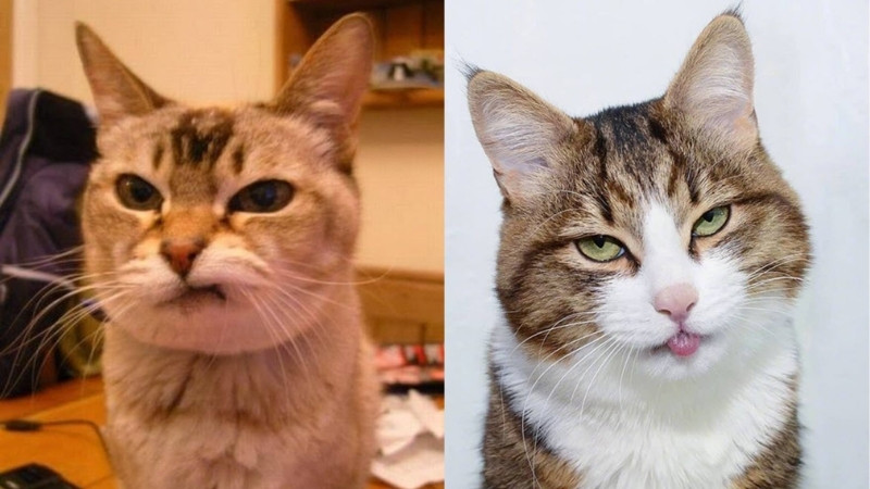 Ảnh mèo troll, biểu cảm “ai đụng vô tôi là tự chịu nha”.