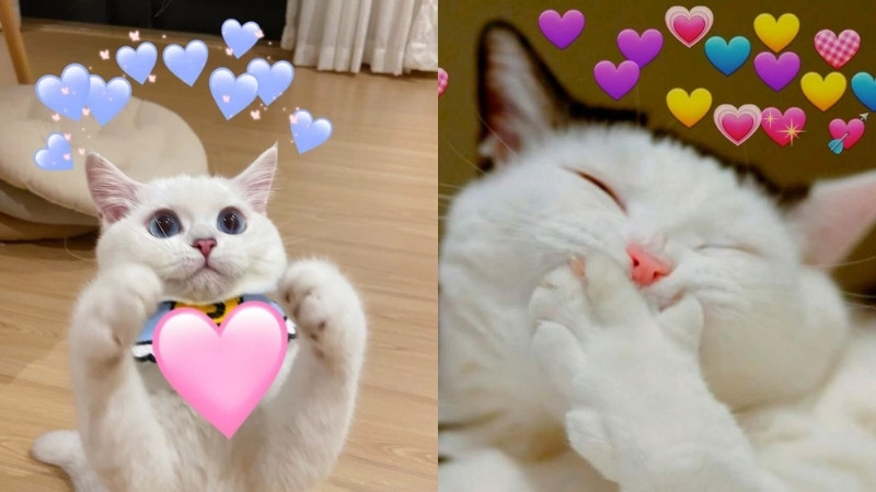 Hình mèo dễ thương với bộ lông trắng muốt, mắt tròn xoe như hoạt hình.