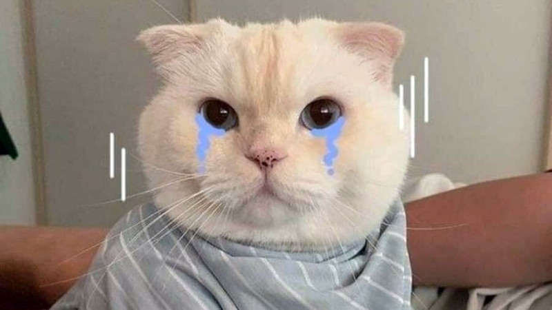 Hình meme mèo khóc ướt mặt, lông rối nhẹ, ánh mắt cầu cứu trong im lặng.