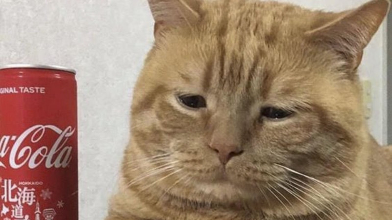 Hình mèo khó đỡ, kiểu vừa tỉnh giấc sau cơn mê ngủ trưa.