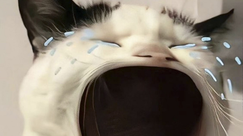 Ảnh meme mèo đau khổ, mặt nhăn nhẹ, ria mép cụp, biểu cảm tuyệt vọng.