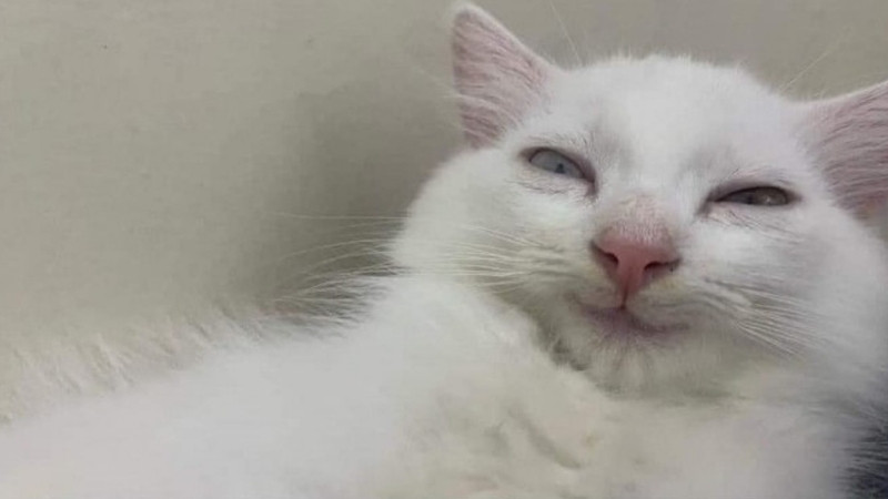 Ảnh mèo troll, gương mặt gian nhẹ, sắp có cú chơi khăm rồi đó.