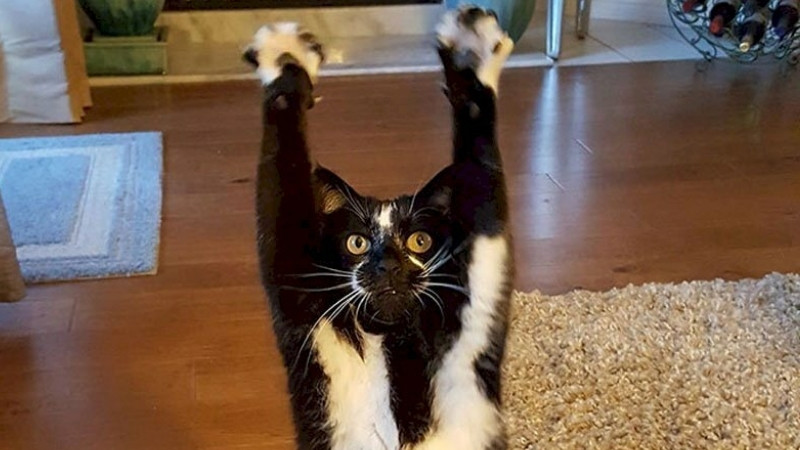 Hình mèo lầy, biểu cảm “vừa nói xong câu ngu mà không dừng lại được”.