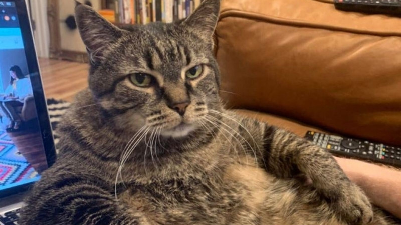 Ảnh mèo hài hước, nhìn như đang bất lực trước trí thông minh của mình.