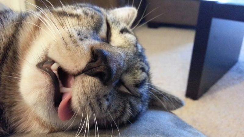 Hình mèo khó đỡ, nét mặt vô hồn như vừa nhận email deadline gấp.