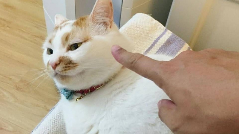 Ảnh mèo lầy lội với ánh mắt "ủa mày nói gì tao chưa hiểu?".