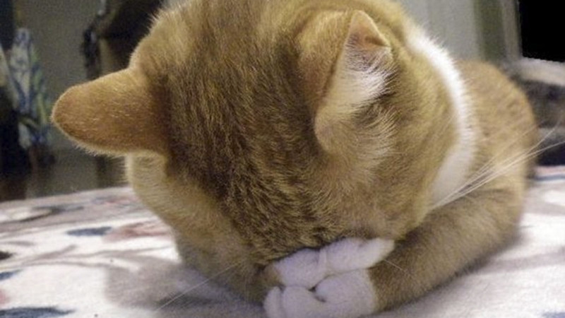 Hình mèo troll, mặt nghiêng nhẹ kiểu “tui cười nhưng trong lòng gào thét”.