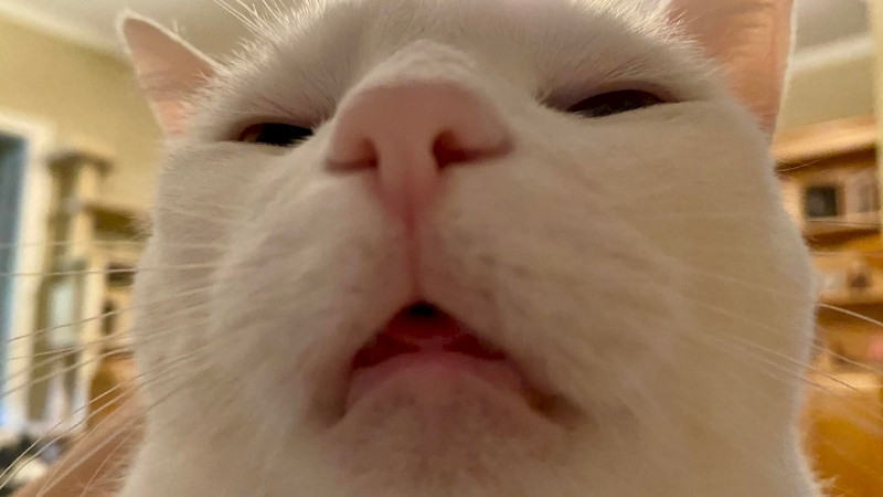 Ảnh mèo bựa, biểu cảm dửng dưng như vừa đá xong drama.