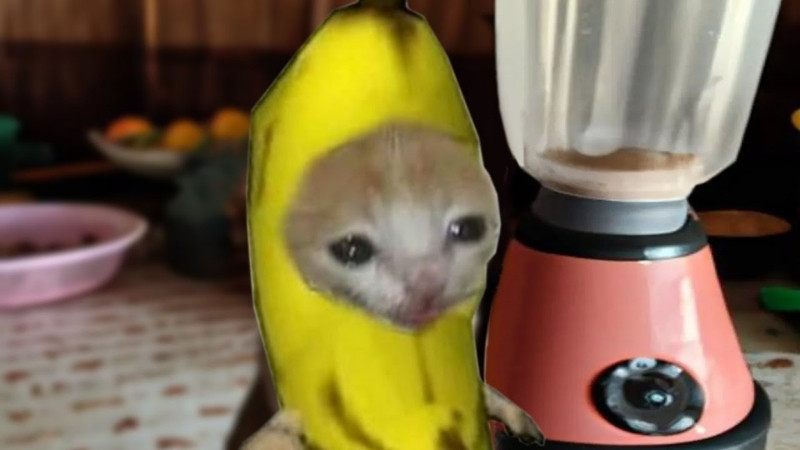 Ảnh mèo khó đỡ, gương mặt như vừa lỡ tay bấm gửi tin nhắn nhạy cảm.