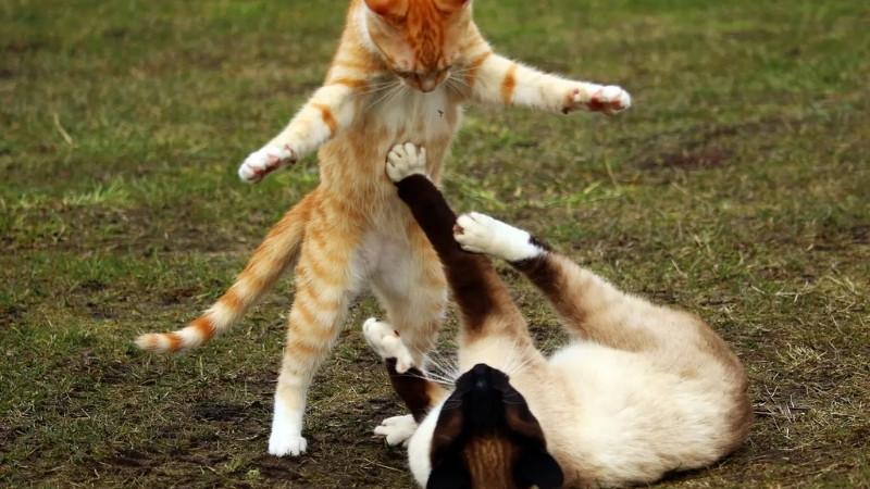 Hình mèo troll, biểu cảm tỉnh rụi giữa cuộc tranh cãi ầm ầm.