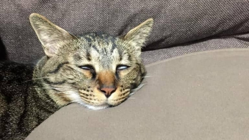 Ảnh mèo hài hước, ánh mắt nhìn trời như đang tìm tín hiệu vũ trụ.