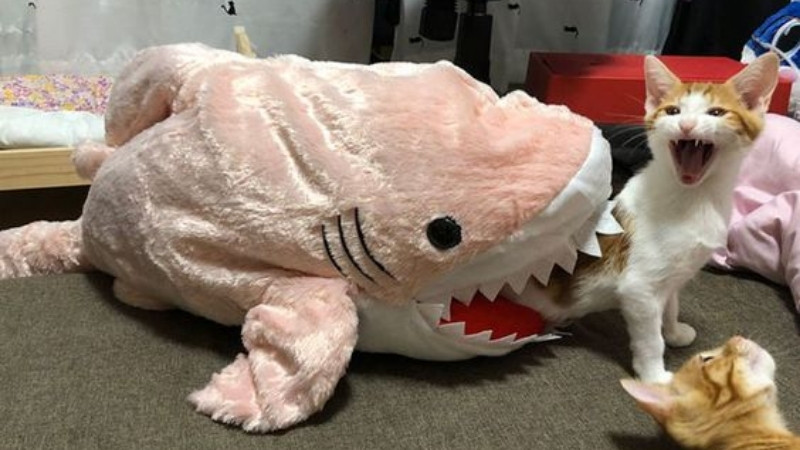 Hình mèo lầy, mặt trơ trẽn như đang cà khịa người xem một cách nghệ thuật.