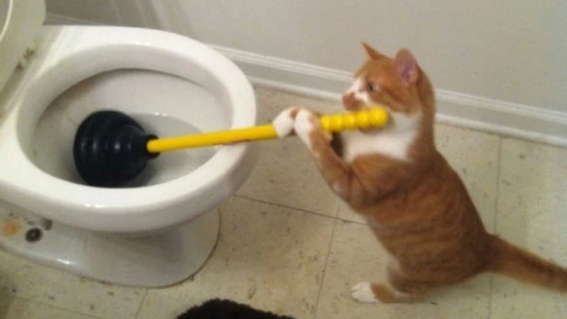 Ảnh mèo hài, mặt hờn dỗi giả trân nhìn phát muốn troll lại liền.