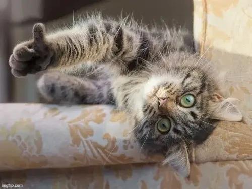 Meme hài mèo okela khắc họa tai hướng lên báo hiệu một tín hiệu tốt