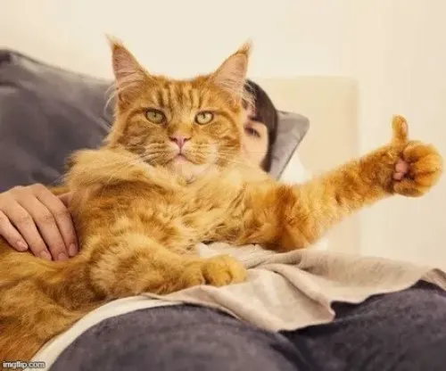 Ảnh chế mèo okela nêu nếp mặt vui khiến tâm trạng người xem dịu lại